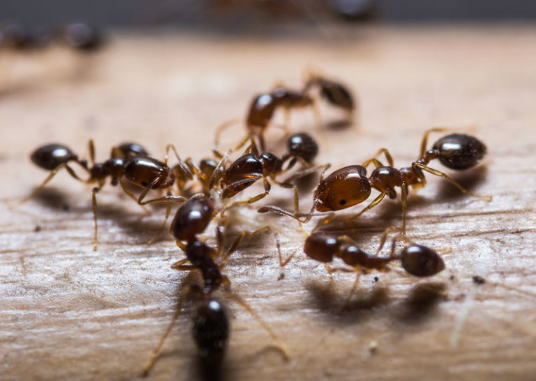 Rimedi naturali per eliminare le formiche di casa ...