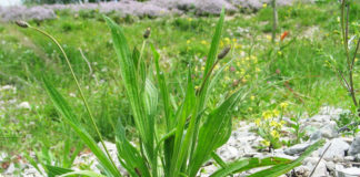 Piantaggine, un'erba comune dalle molte proprietà benefiche