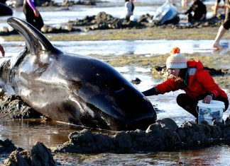 140 delfini si spiaggiano e muoiono tutti insieme in Nuova Zelanda