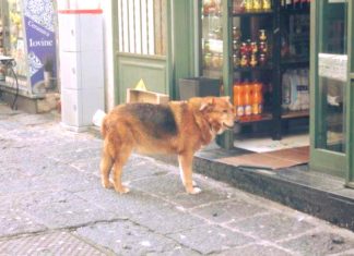 Morto il cane che ogni giorno andava a trovare il padrone sulla sua tomba