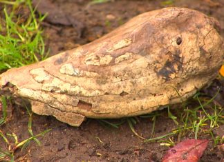 Cane scava una buca in giardino e trova un dente fossile di mammut