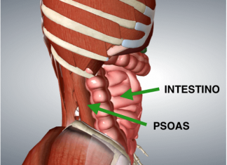 Psoas, il muscolo dell'anima. Ecco come allenarlo per combattere ansia e stress