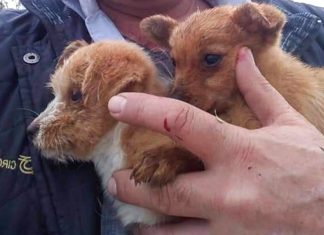 macchinista eroe ferma treno per salvare 2 cuccioli di cane