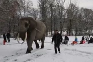 Salviamo Mambo, l'elefante del circo costretto a trascinare una slitta sulla neve