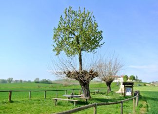 Il meraviglioso bialbero di Casorzo (ciliegio sopra gelso)