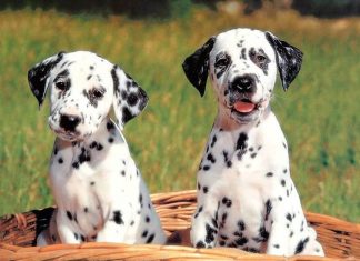 Wiley, il cucciolo di Dalmata con il naso a forma di cuore