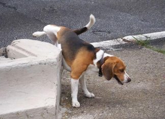 Multe salate per chi non pulisce dove il cane fa pipì