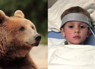 Bimbo di 3 anni sopravvive nel bosco a -20°C grazie a un orso