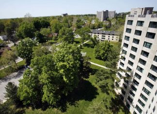 Alberi mangia-smog; ecco quali sono i più efficaci