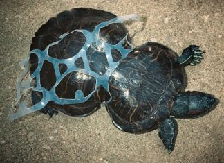 Anelli di plastica nell'ambiente: ecco le atroci morti che provocano negli animali