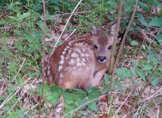 Proroga della stagione venatoria: si può sparare anche ai cuccioli