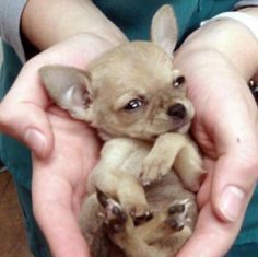 Chihuahua sopravvive all'attacco di un falco, e alla caduta in volo