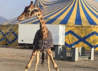 Circo Orfei a Brescia: animali al gelo e scatta la denuncia