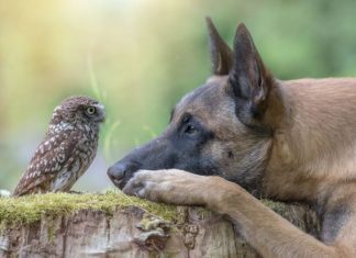 Immagini tenerissime di amicizia tra animali diversi