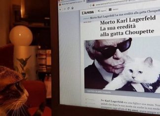 Cerca di convincere il proprio gatto a corteggiare la gatta di Lagerfeld per beccarsi l’eredità