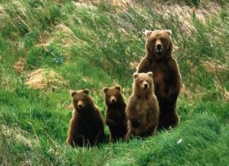 Orso Bruno Marsicano, nati 11 nuovi cuccioli nel Parco Nazione d'Abruzzo