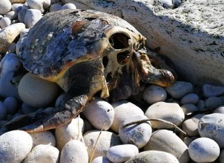 Puglia, 5 tartarughe con la testa mozzata: si pensa ad un rituale tra pescatori