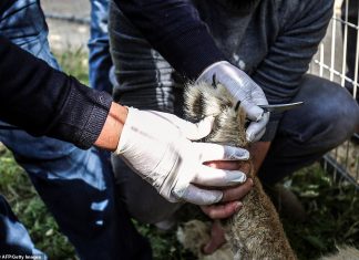 In questo Zoo hanno rimosso gli artigli ad un leone per fare avvicinare i bambini