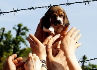 E' morta Vita, il cane simbolo della libertà contro la vivisezione